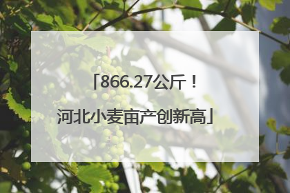 866.27公斤！河北小麦亩产创新高