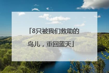 8只被我们救助的鸟儿，重回蓝天